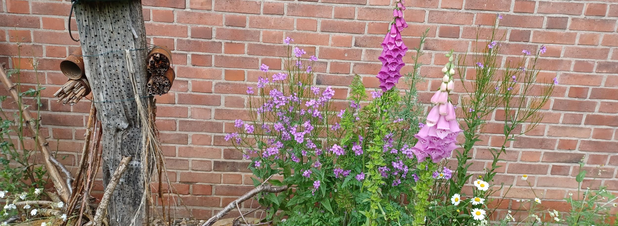 Insektenweide St Elisabeth