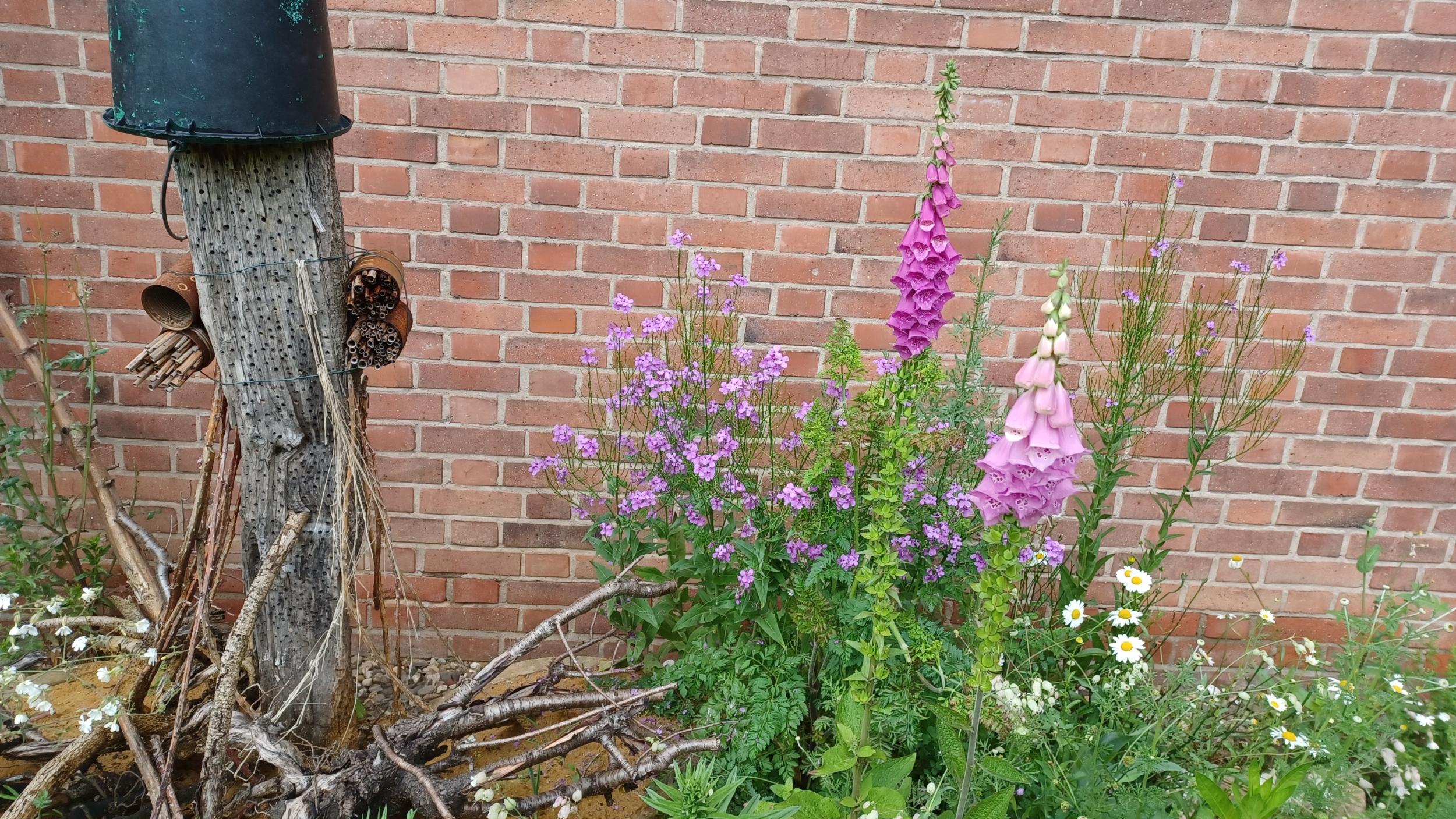 Insektenweide St Elisabeth
